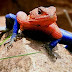 Kadal Spiderman Kadal Unik ini Mirip Dengan Spiderman