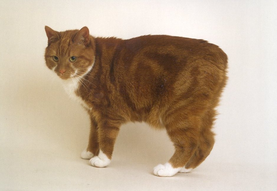 What Type Of Cat Is Found In The Isle Of Man 31