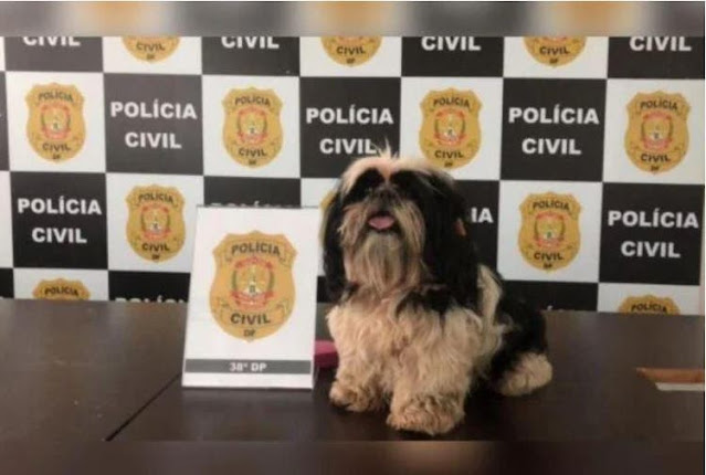 Shih Tzu que foi Espancado voltará ao Dono acusado de Maus-Tratos, decide Justiça