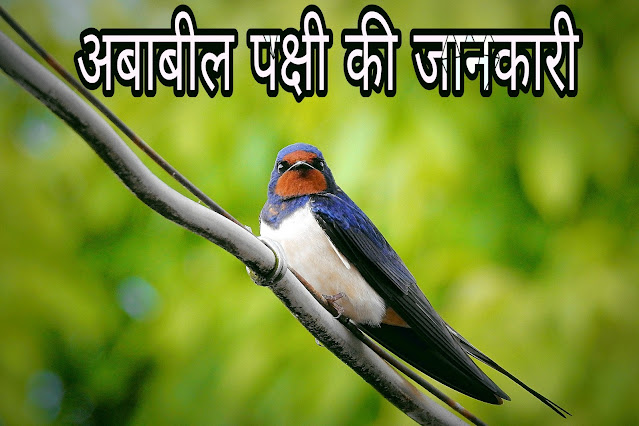 Ababil Bird In Hindi