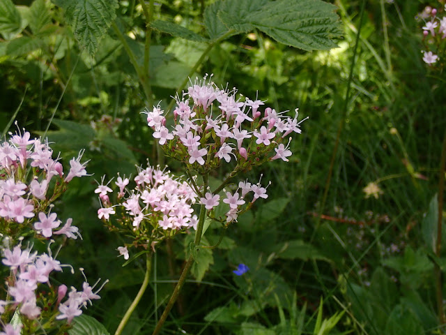 Valeriana montana Valeriana montana