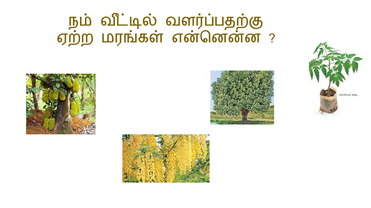 நம் வீட்டில் வளர்ப்பதற்கு ஏற்ற மரங்கள் என்னென்ன