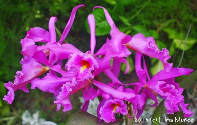 Cattleya maxima. Peruvian orchid