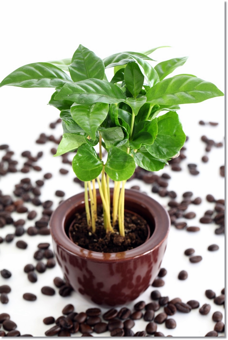Indoor Coffee Plant