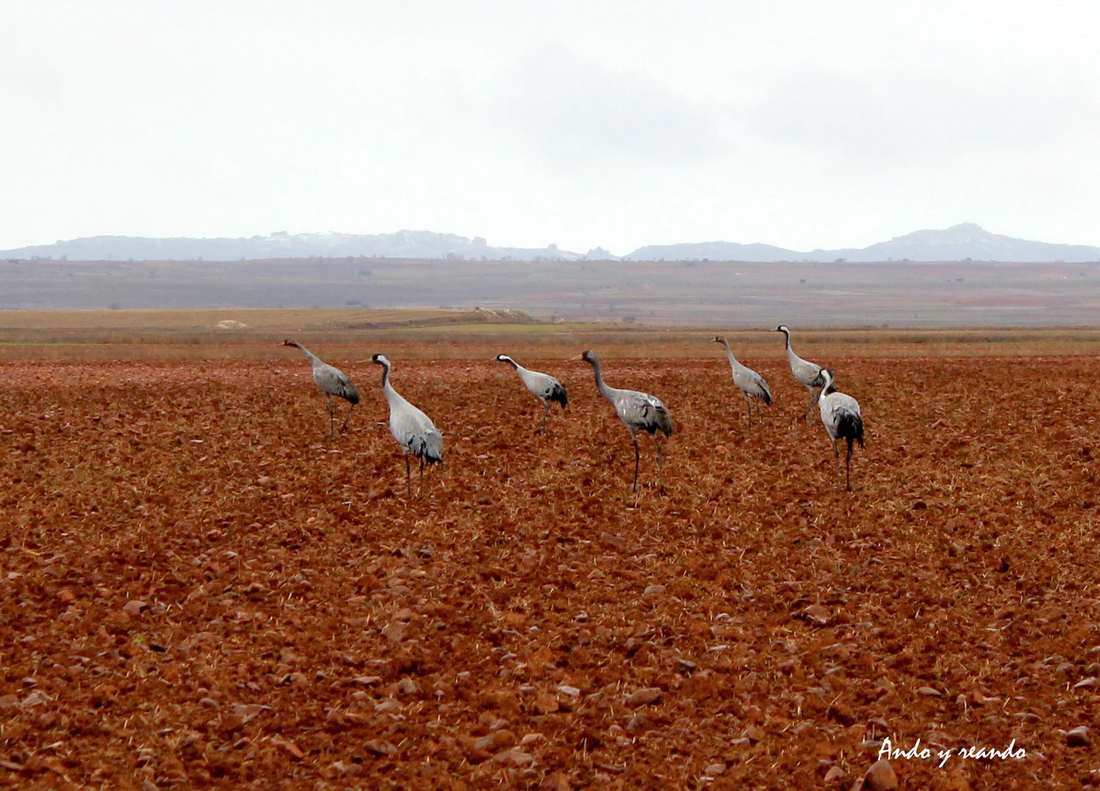 Grullas en el campo