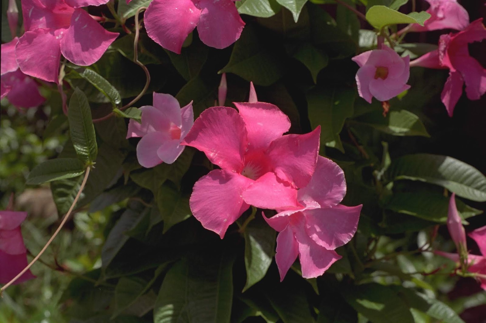 Gardening And More May 2010