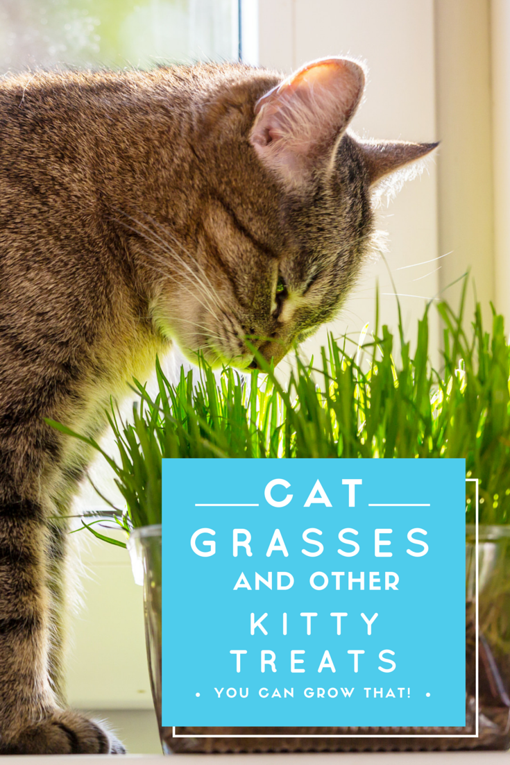 Cats in Gardens Cat Grasses and Other Kitty Treats You Can Grow That!