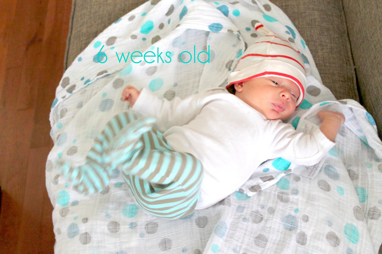 Mo Pie, Please 6 weeks old