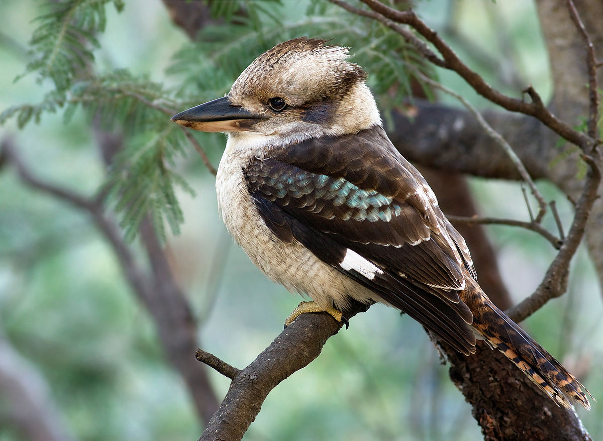 Kookaburra terrestrial Tree Kingfisher bird laughing sounds