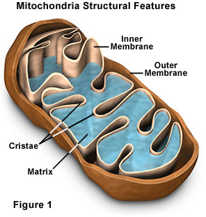 माइटोकॉन्ड्रिया को कोशिका का पावरहाउस क्यों कहा जाता है ?   |    Why are mitochondria known as the powerhouse of the cell ?