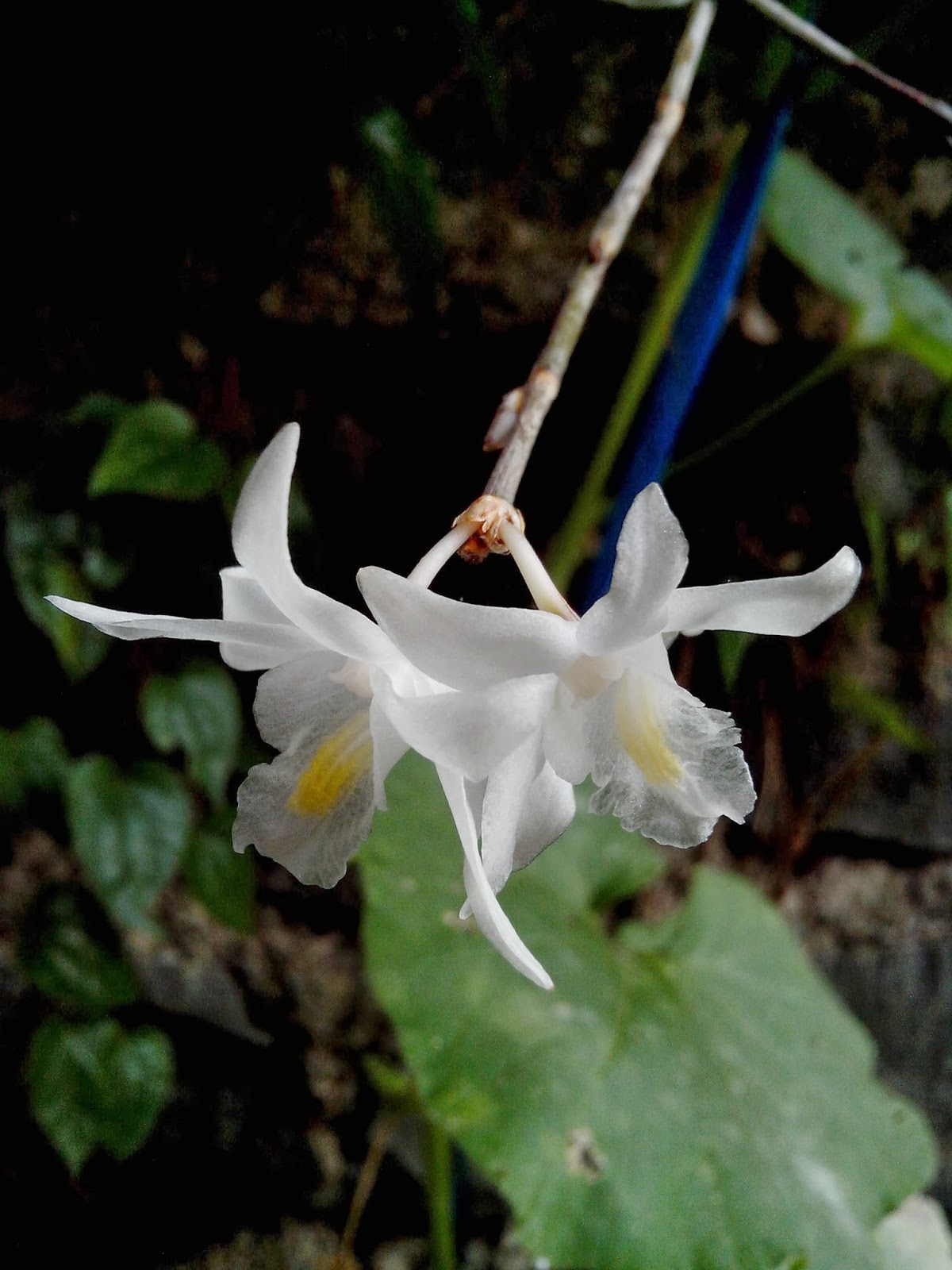 Endah Murniyati's Journey FLOWER OF THE WEEK WHITE DOVE ORCHID