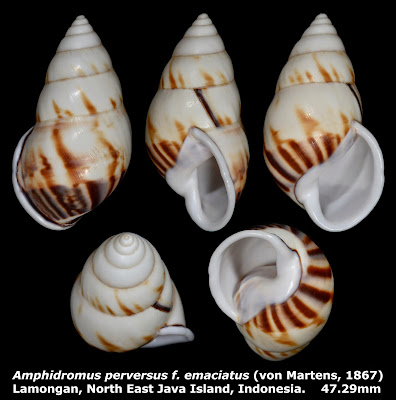 Amphidromus perversus f. emaciatus 47.29mm