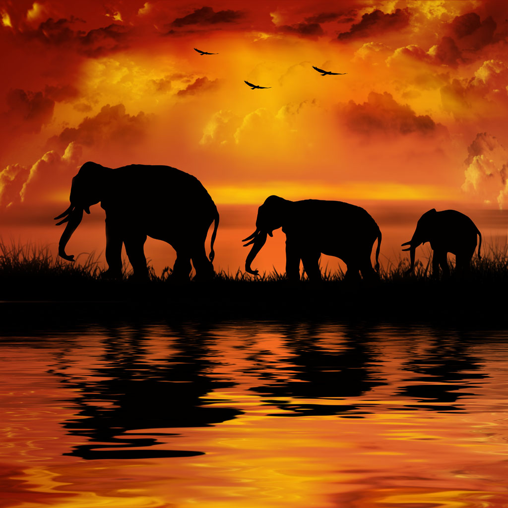  Urlaub in Afrika: Der afrikanische Elefant Motiv 