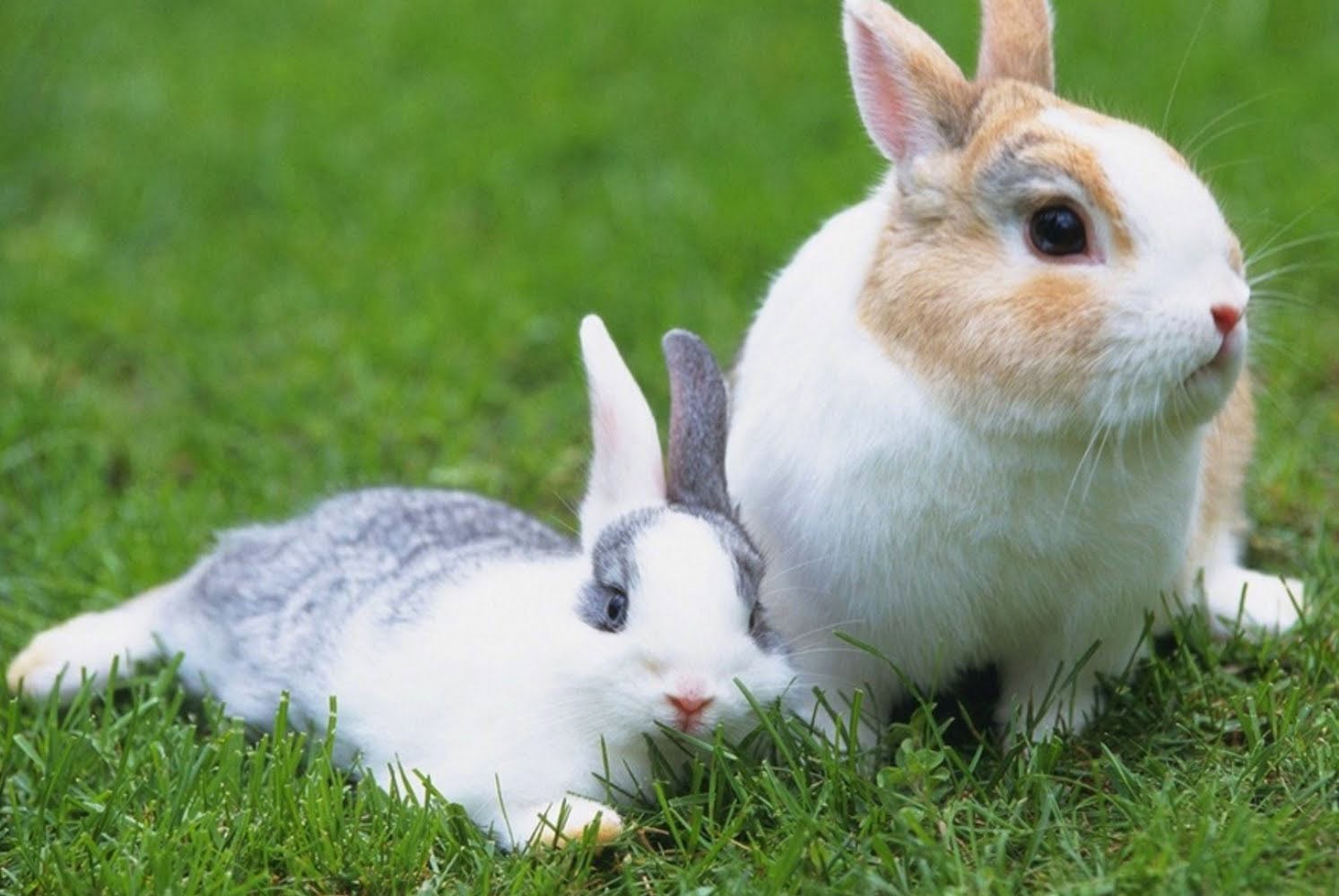 Raising Rabbits ~ Explore Amazing World