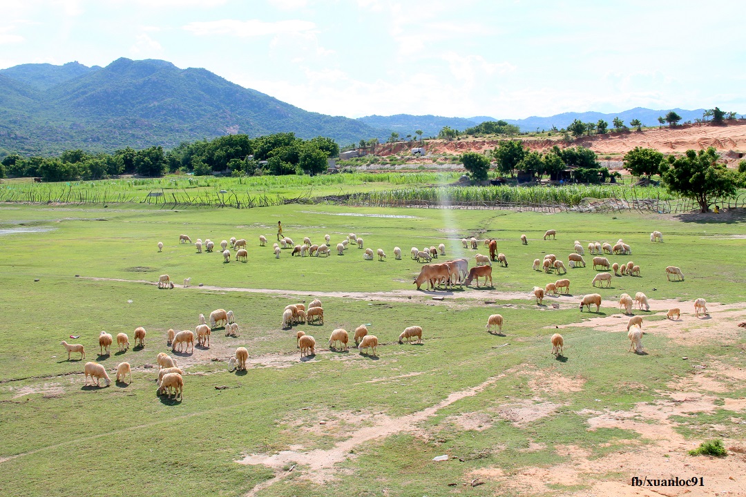 105km cung đường biển Ninh Thuận "nhìn là thích" "nhích chẳng chịu về