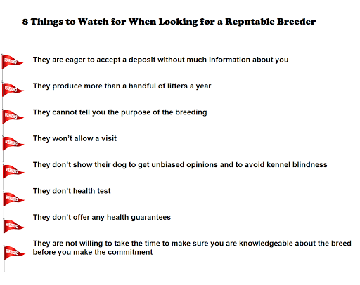 [reputable breeder]