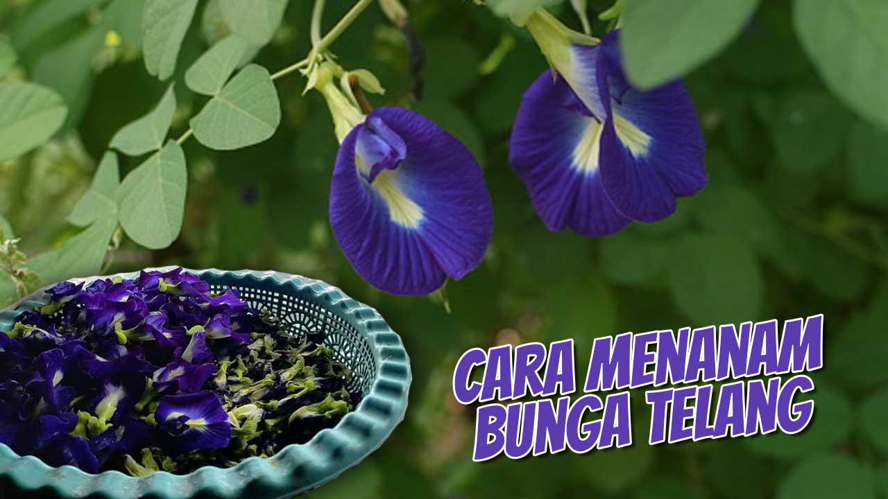 Cara Sederhana Menanam Bunga Telang