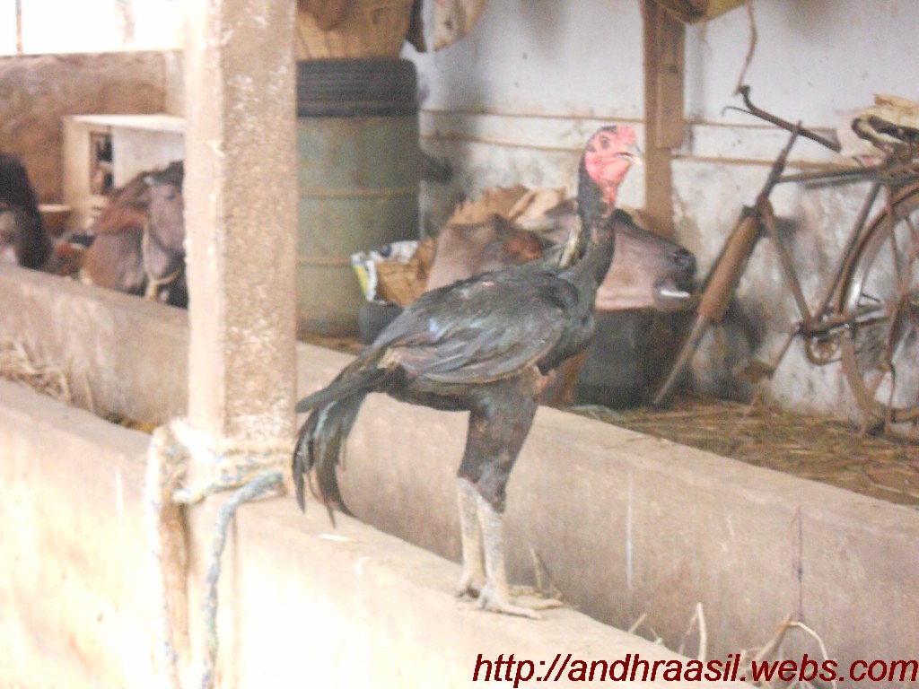 Fighting Rooster: Kagar Java Patta(Kaki Nemali)