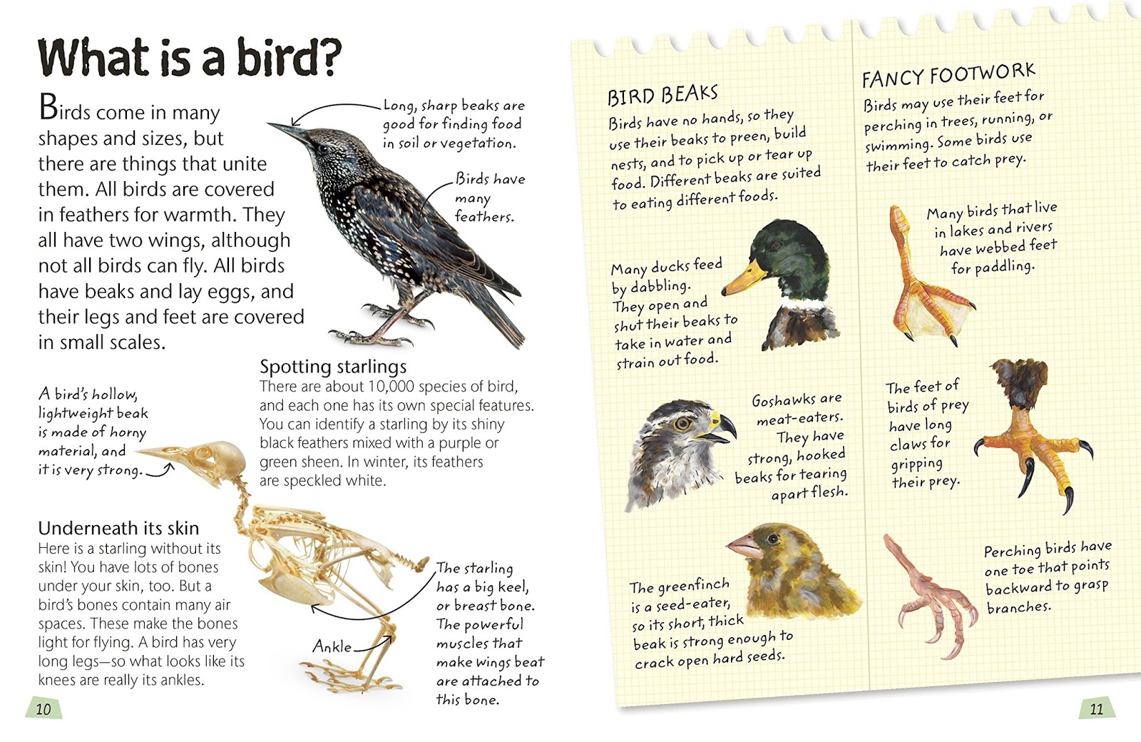 Evolution in your back garden great tits may be adapting their beaks to birdfeeders knaw