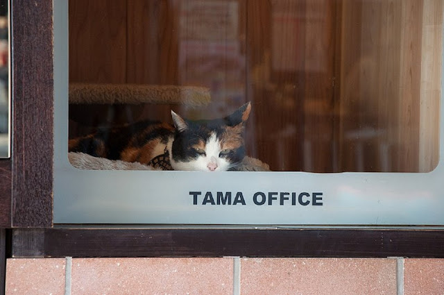 Тама — первая кошка-станционный смотритель