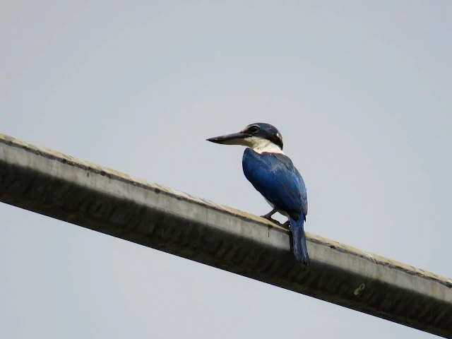 Kingfisher in Singapore