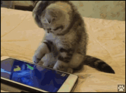 Funny Cat GIF • Innocent kitten trying to catch AND EAT a fish on an iPad cat fishing game.