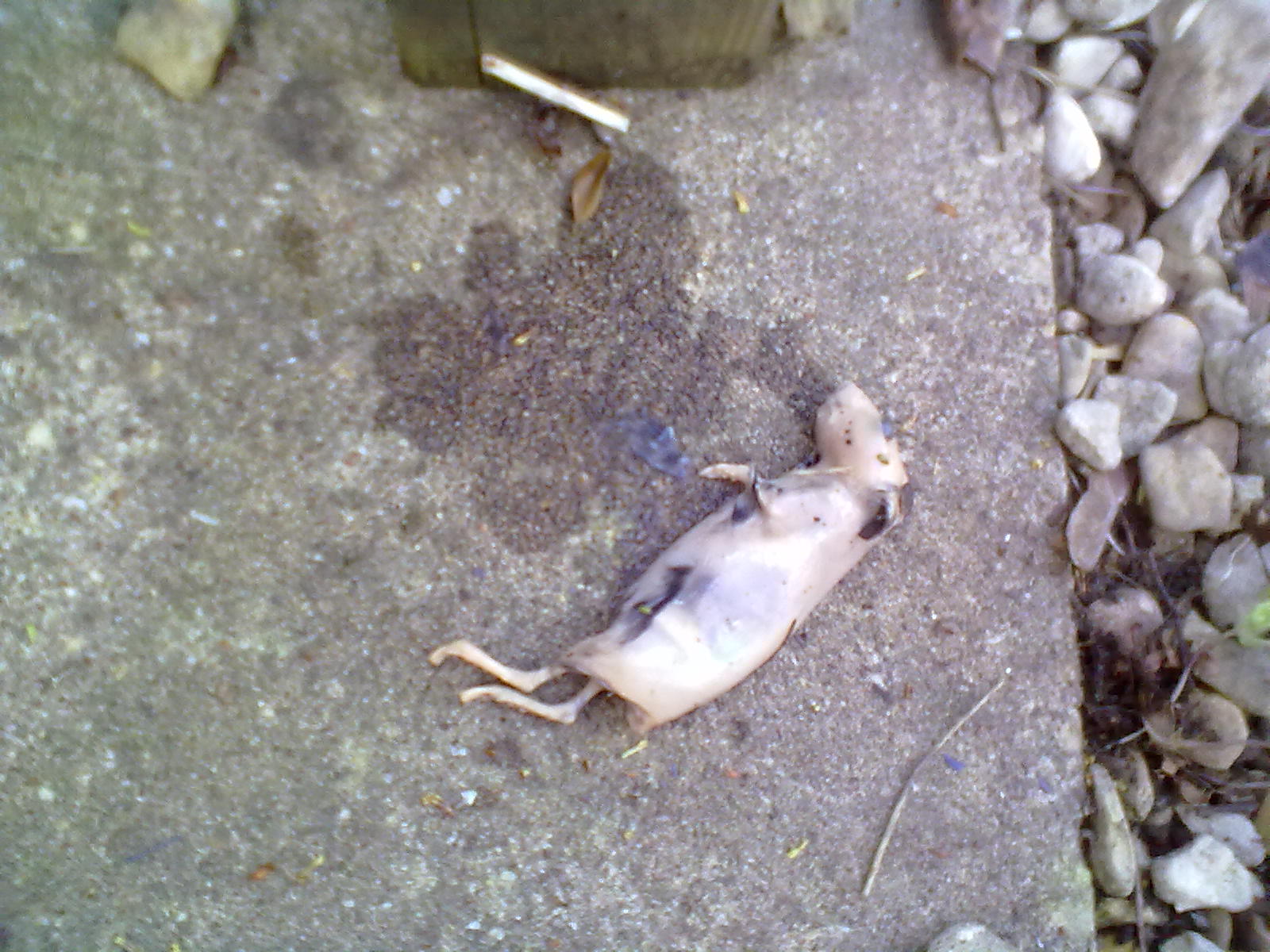 Rachel the Gardener You know that expression "you look like a drowned