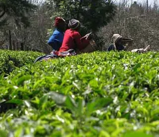 Picking Tea Leaves for White African Tea