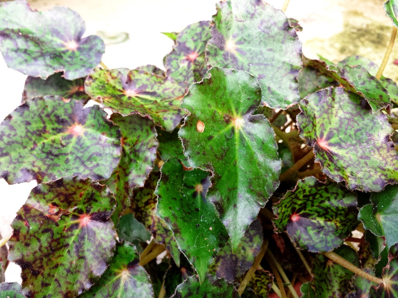 Всё о бегониях и не только... Begonia 'Red