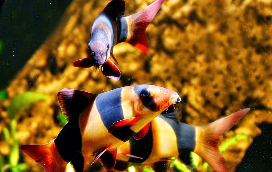 Harga Ikan Koi Anakan jpg (945x600)