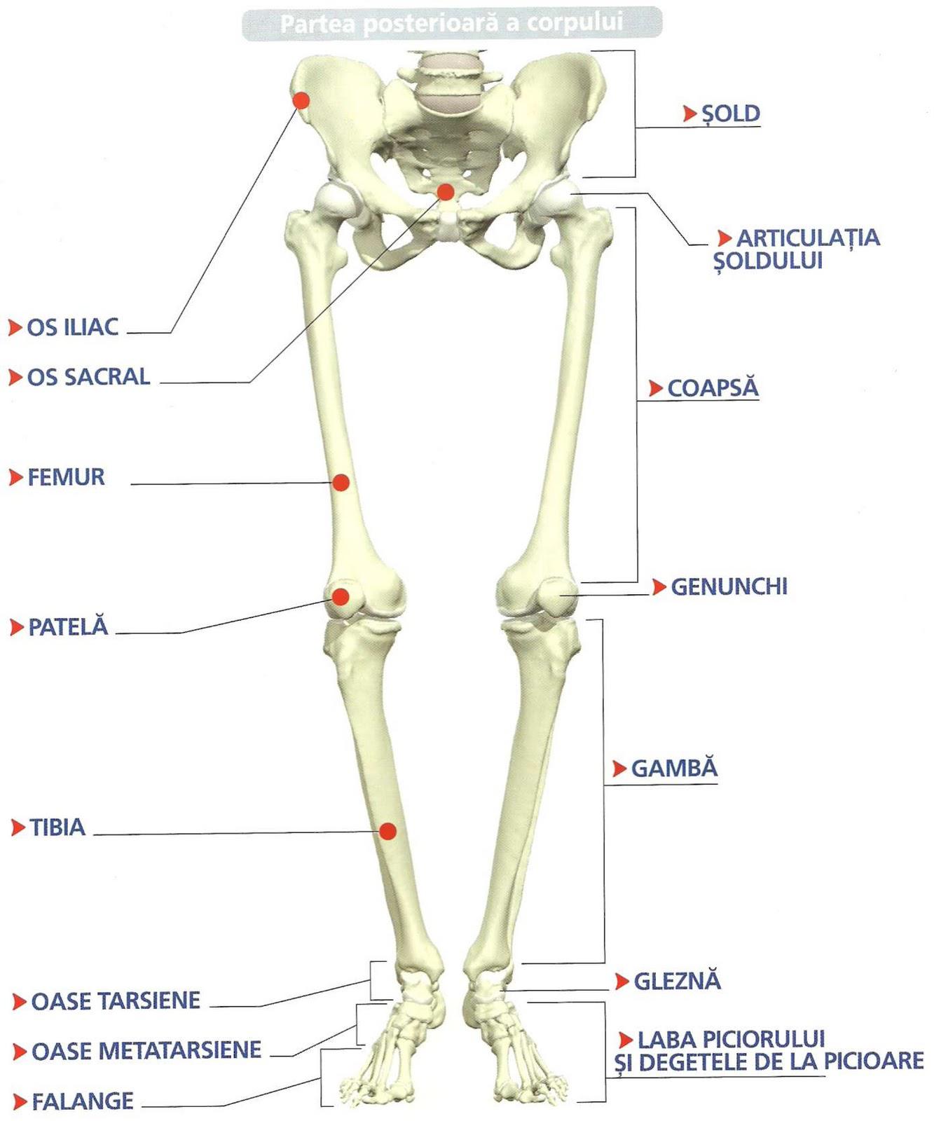 articulatiile corpului uman pdf dureri de umăr