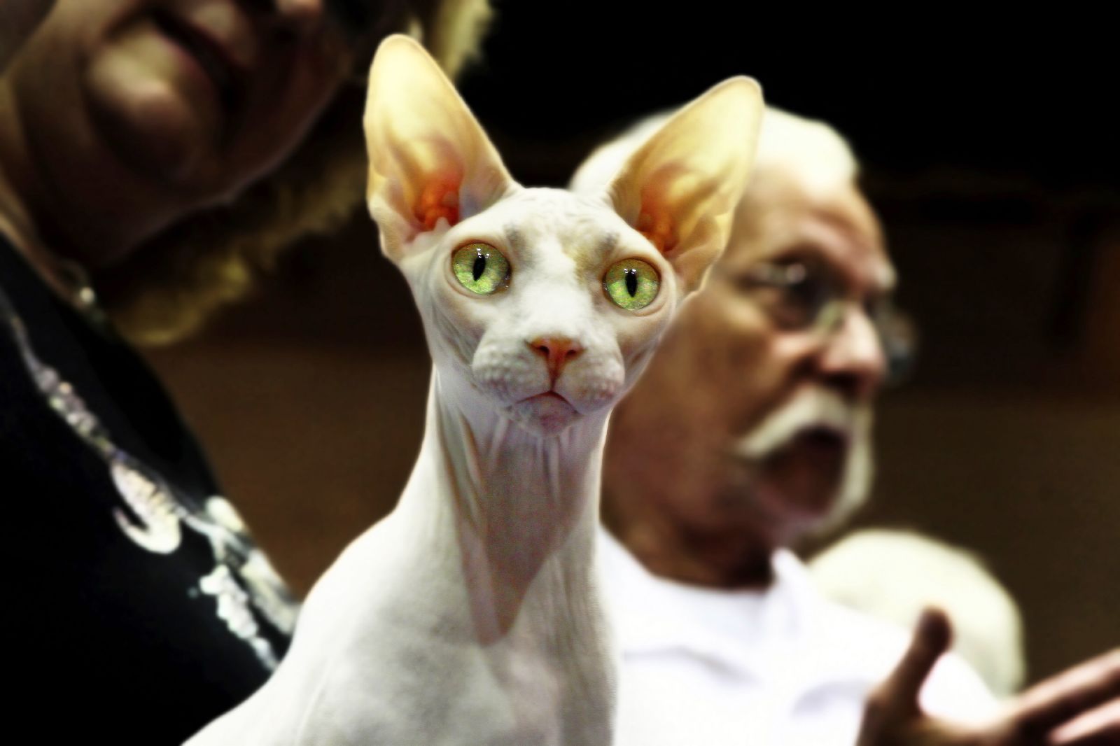 Worlds Top 10 Most Expensive Cat Breeds
