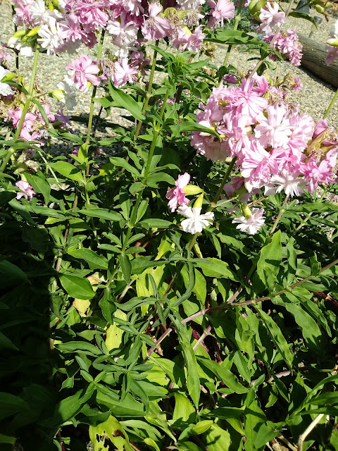 Planta natural con flores rosa pastel