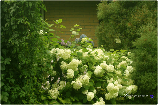 późne lato,late summer odmiany hortensji bukietowych, hydrangea Anbell. Lime light, Grandi flora, Vanille freze, floksy, phlox, języczka, nachyłki, rudbekia