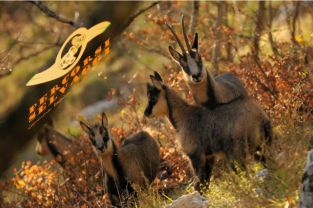 camoscio d'abruzzo