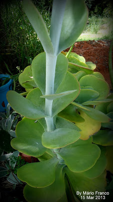 Meu Cantinho Verde: ORELHA-DE-ELEFANTE - ( Kalanchoe thyrsiflora )