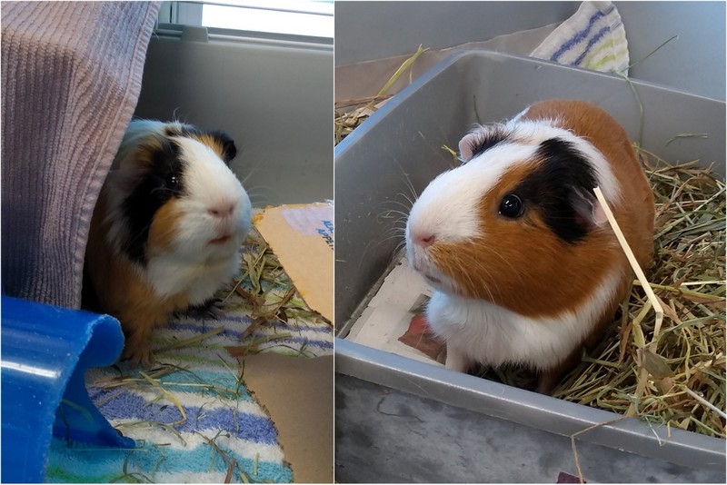 Crafts, Cavies and Cooking Pig Fix