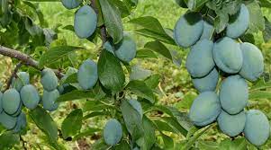 5 Alasan Kenapa Anda Harus Makan Banyak Buah 5 Alasan Kenapa Anda Harus Makan Banyak Buah