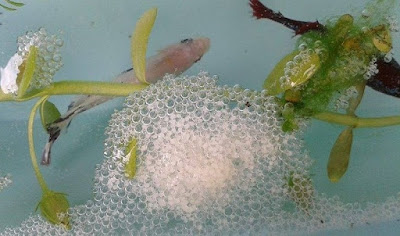 Ciri Ciri Ikan Cupang Gagal Kawin
