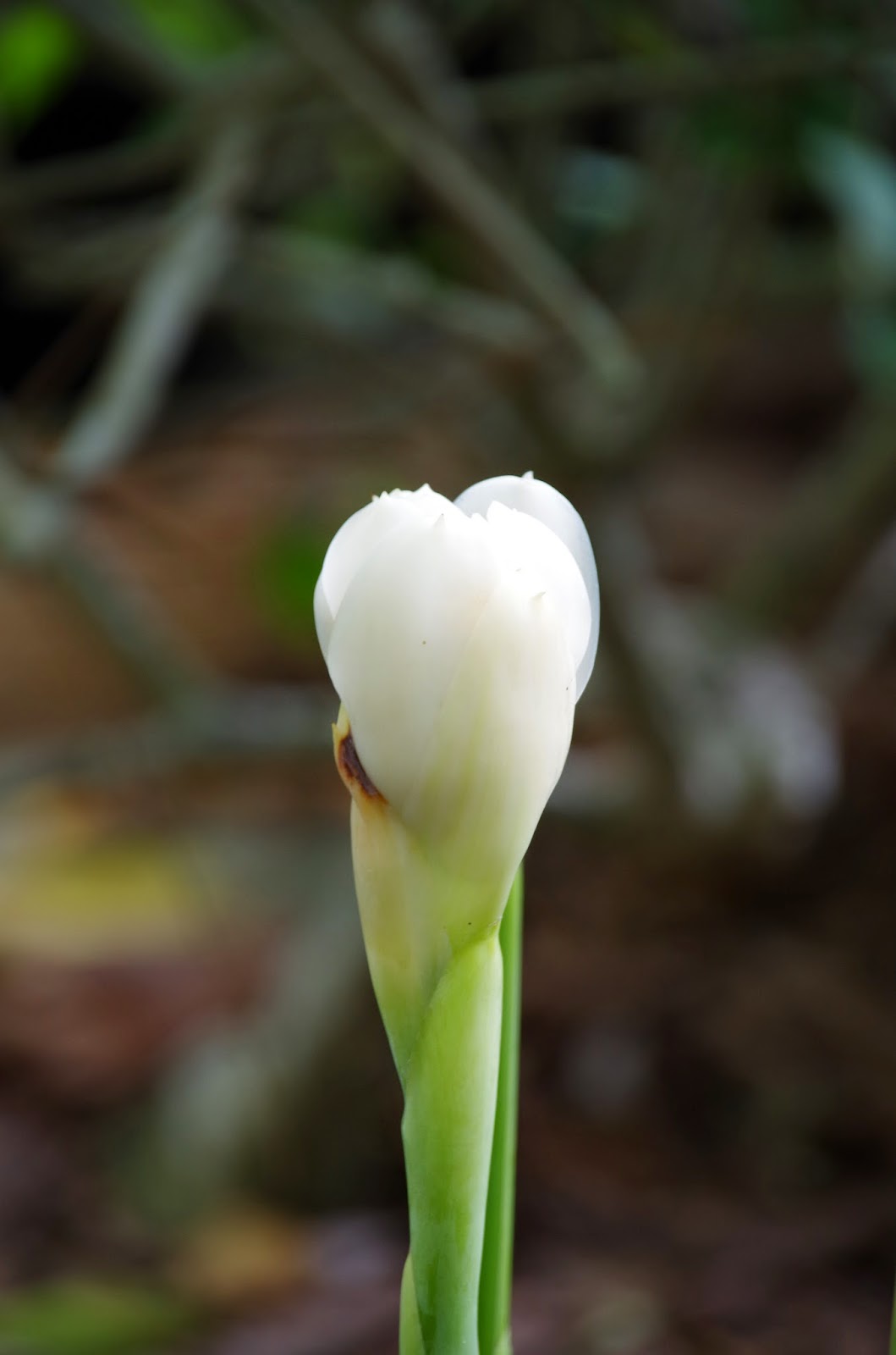 Trees and Plants White Torch Ginger