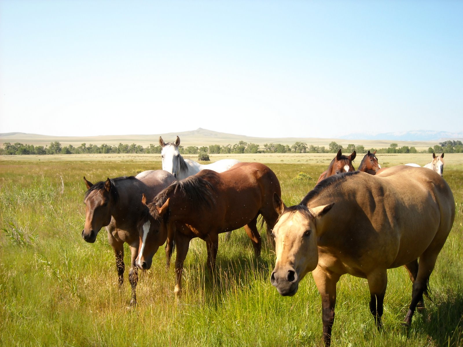 A Veterinarian's Take What Horses Need