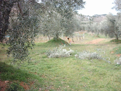 los olivares ,camino ,pantano de Pena, Beceite, Beseit, olivos