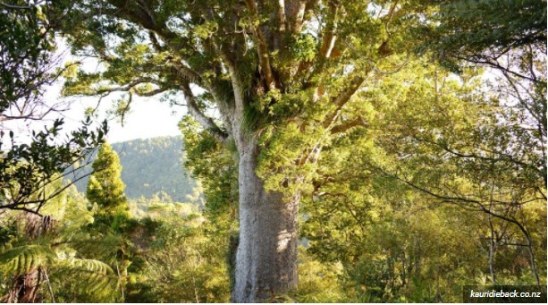 largest tree in the world