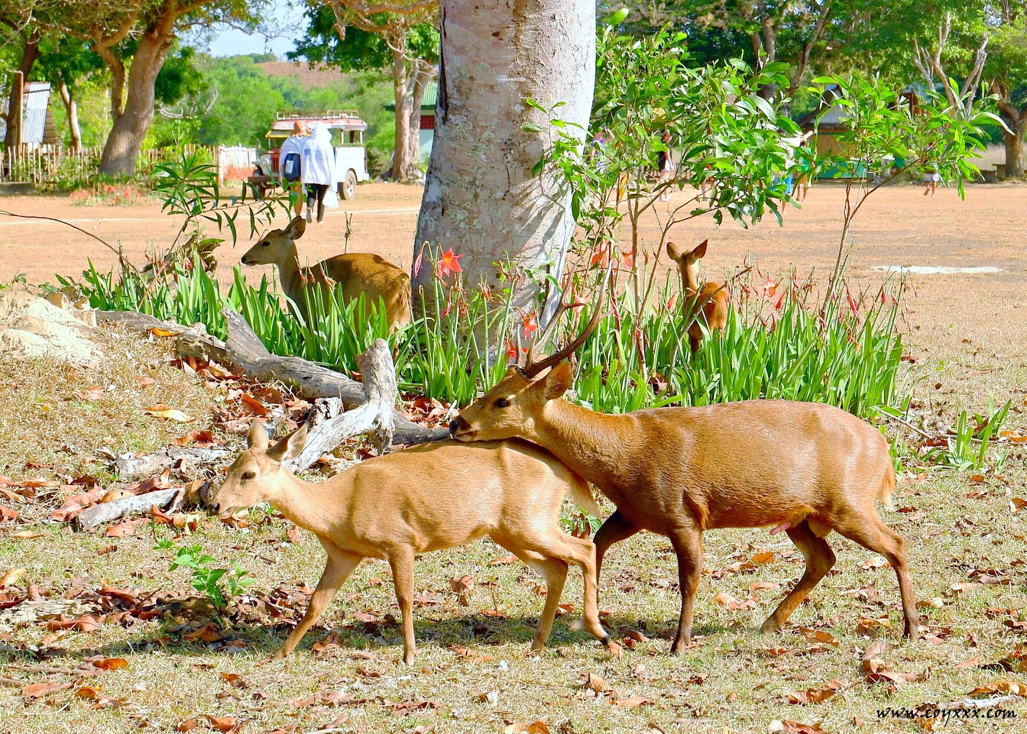 COyxXx Calauit Safari Park Black Island Tour With Calamian Islands coyxxx-calauit-safari-park-black-island-tour-with-calamian-islands