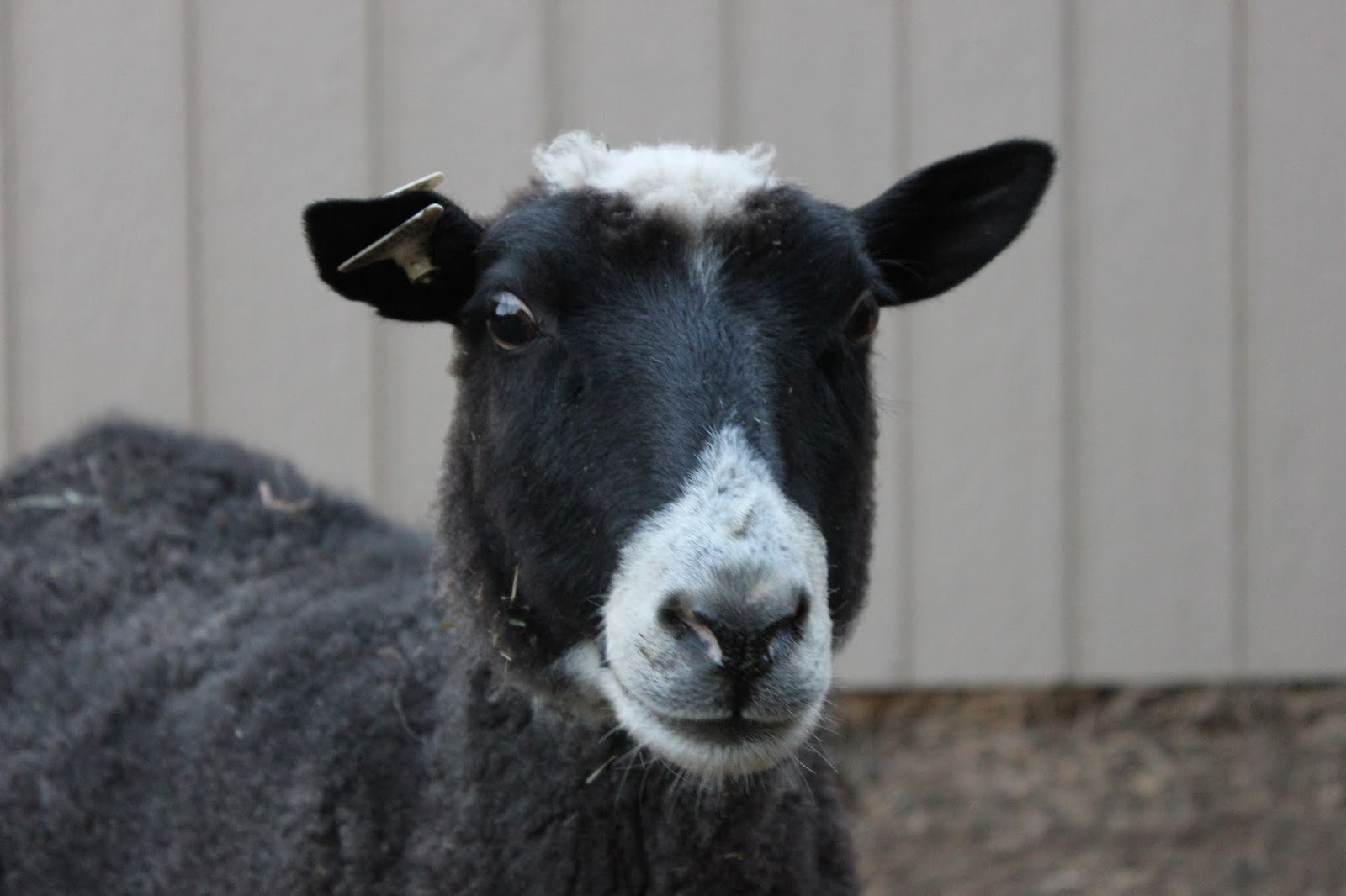 Kris Miller from Spruce Ridge Studios Maryland Sheep and Wool Virtual