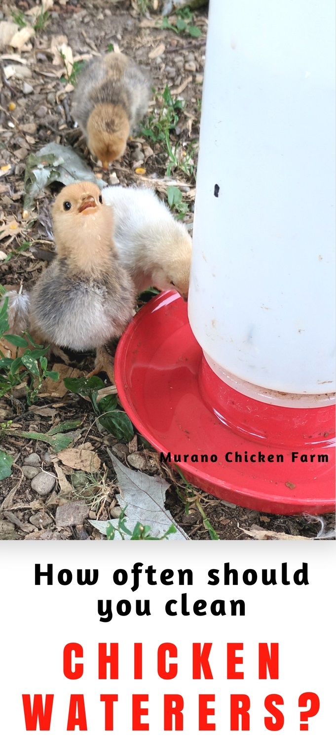 Chicken waterers, how often should you clean them? Murano Chicken Farm