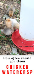 clean chicken waterers water
