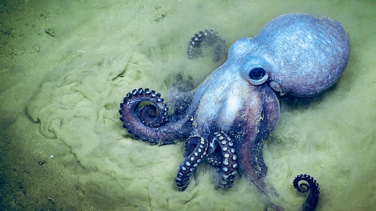 Octopus habitat, facts & intelligence, How many brains does an octopus