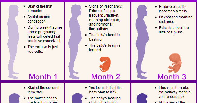 Prenatal Size Chart
