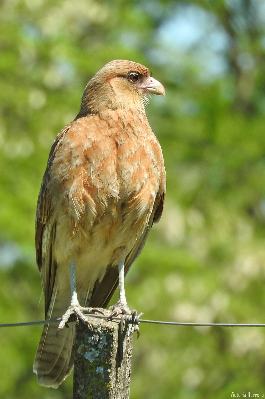Observando aves: Chimango